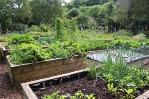 Read more about the article How to Start a Sustainable Garden