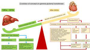 Read more about the article Gamma Glutamyl Transferase