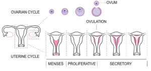 Read more about the article Menstruation Cycle the Natural Process
