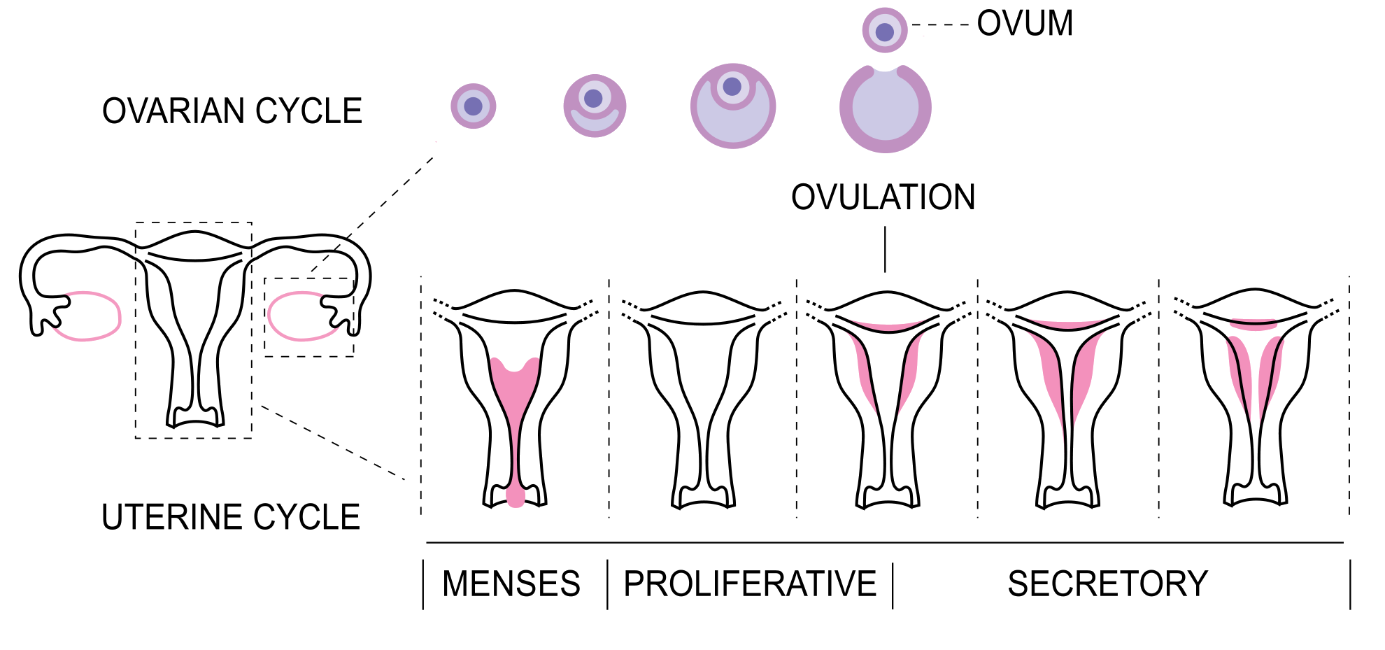 You are currently viewing Menstruation Cycle the Natural Process