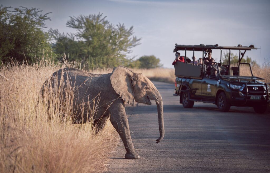 Kruger National Park: A Wildlife Haven