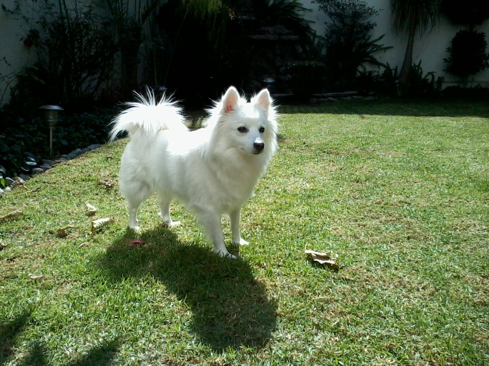You are currently viewing American Eskimo Dog: A Fascinating Breed