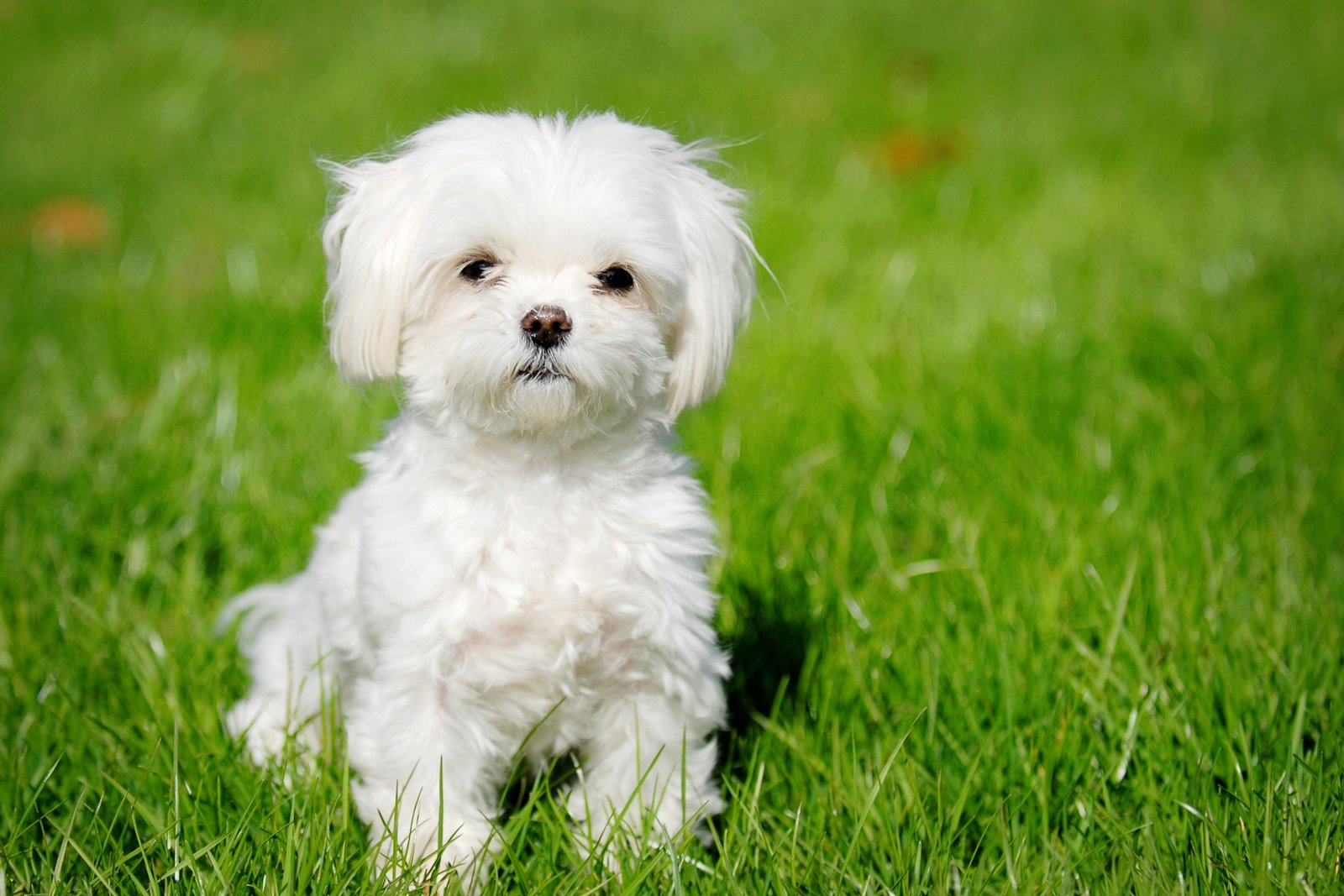 You are currently viewing Maltese: A Guide to This Affectionate Breed