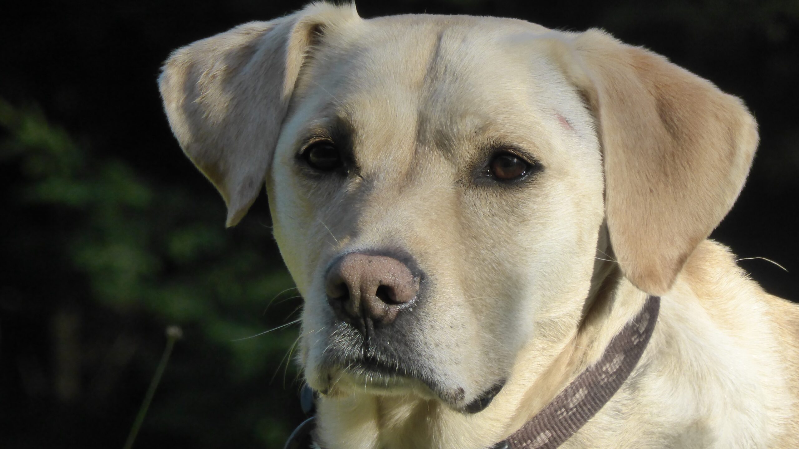Read more about the article Labrador Retriever: A Lovable Companion