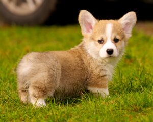 Read more about the article Pembroke Welsh Corgi: A Charming and Energetic Companion