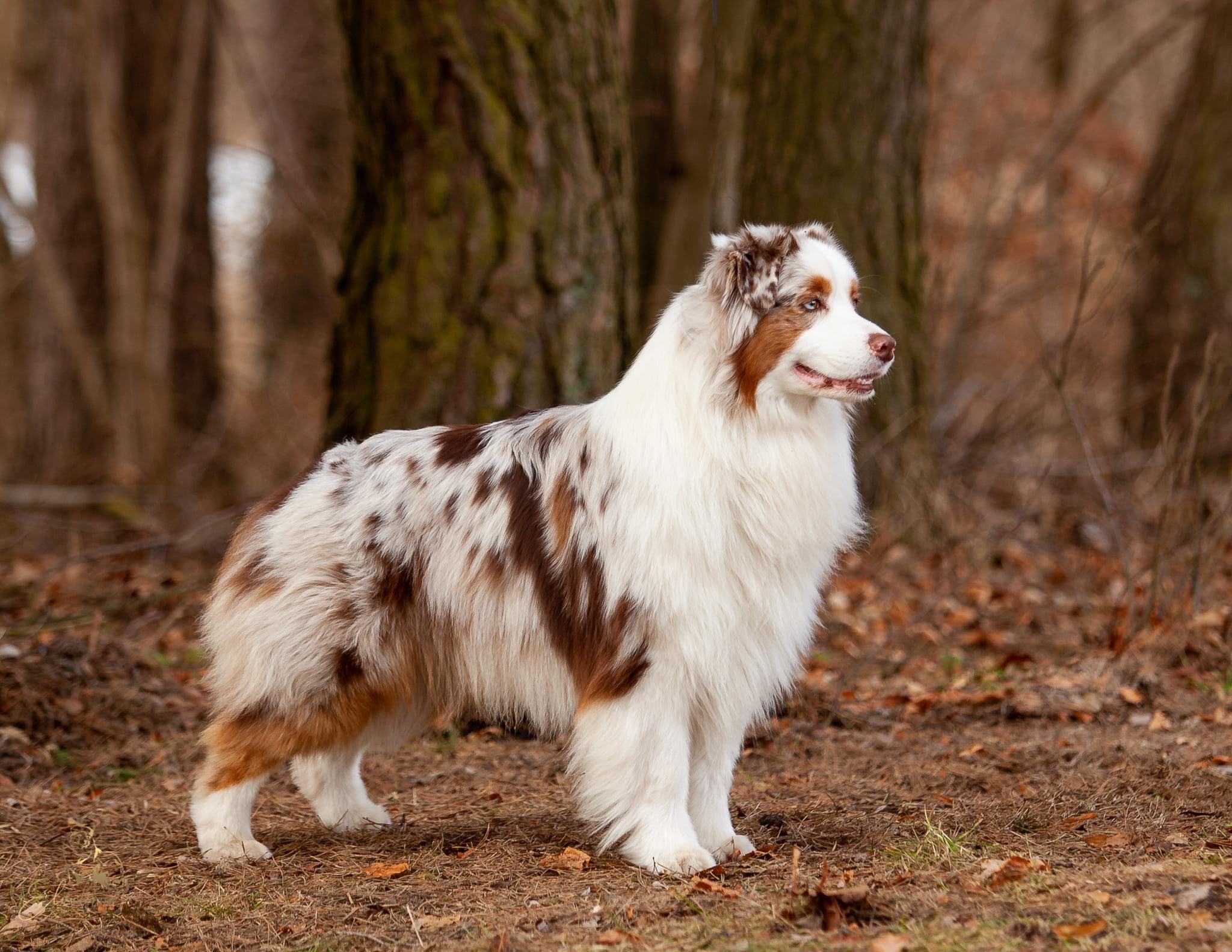You are currently viewing Introduction to Australian Shepherds