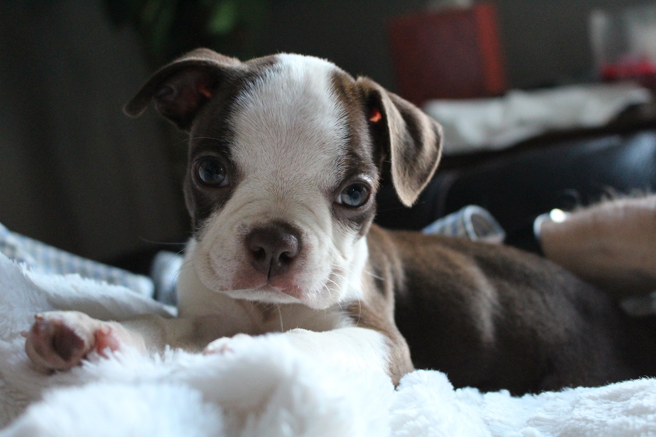 You are currently viewing Boston Terrier: The Lovable Companion