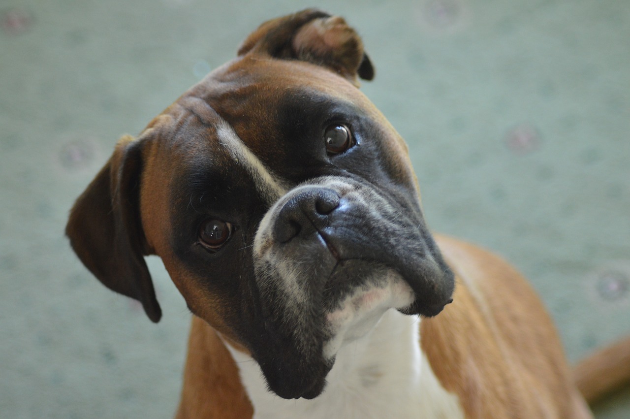 Read more about the article Boxer: Energetic, Loyal, and Beloved