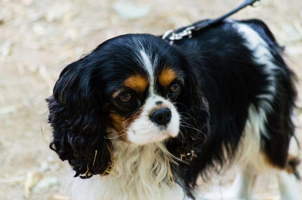Cavalier King Charles Spaniel: A Charming and Beloved