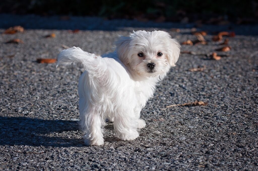 Maltese: A Guide to This Affectionate Breed