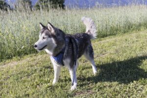 Read more about the article Alaskan Malamute: Majestic and Enduring Canine Companions