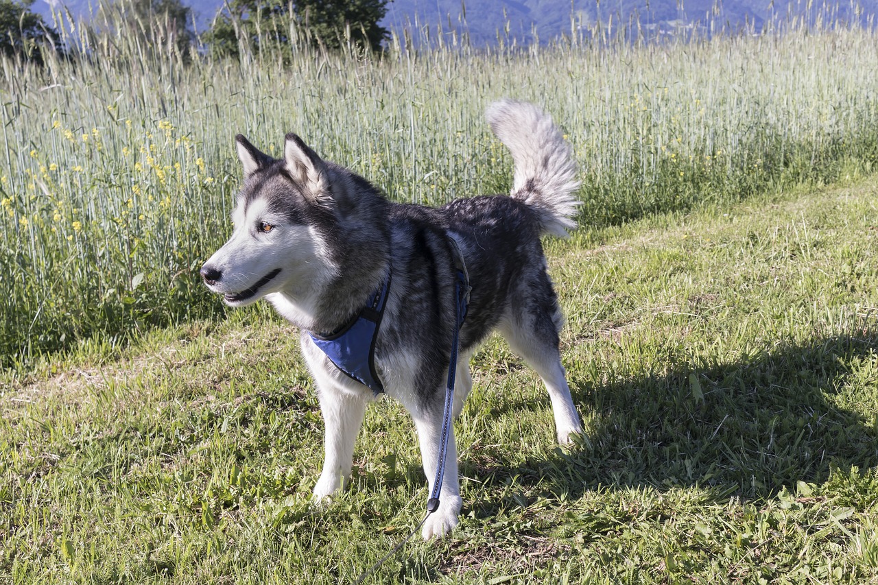 You are currently viewing Alaskan Malamute: Majestic and Enduring Canine Companions