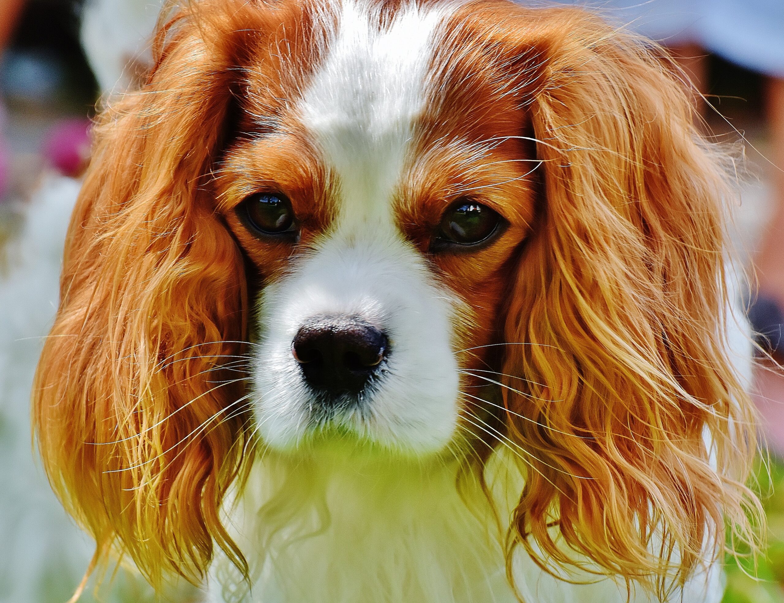You are currently viewing Cavalier King Charles Spaniel: A Charming and Beloved
