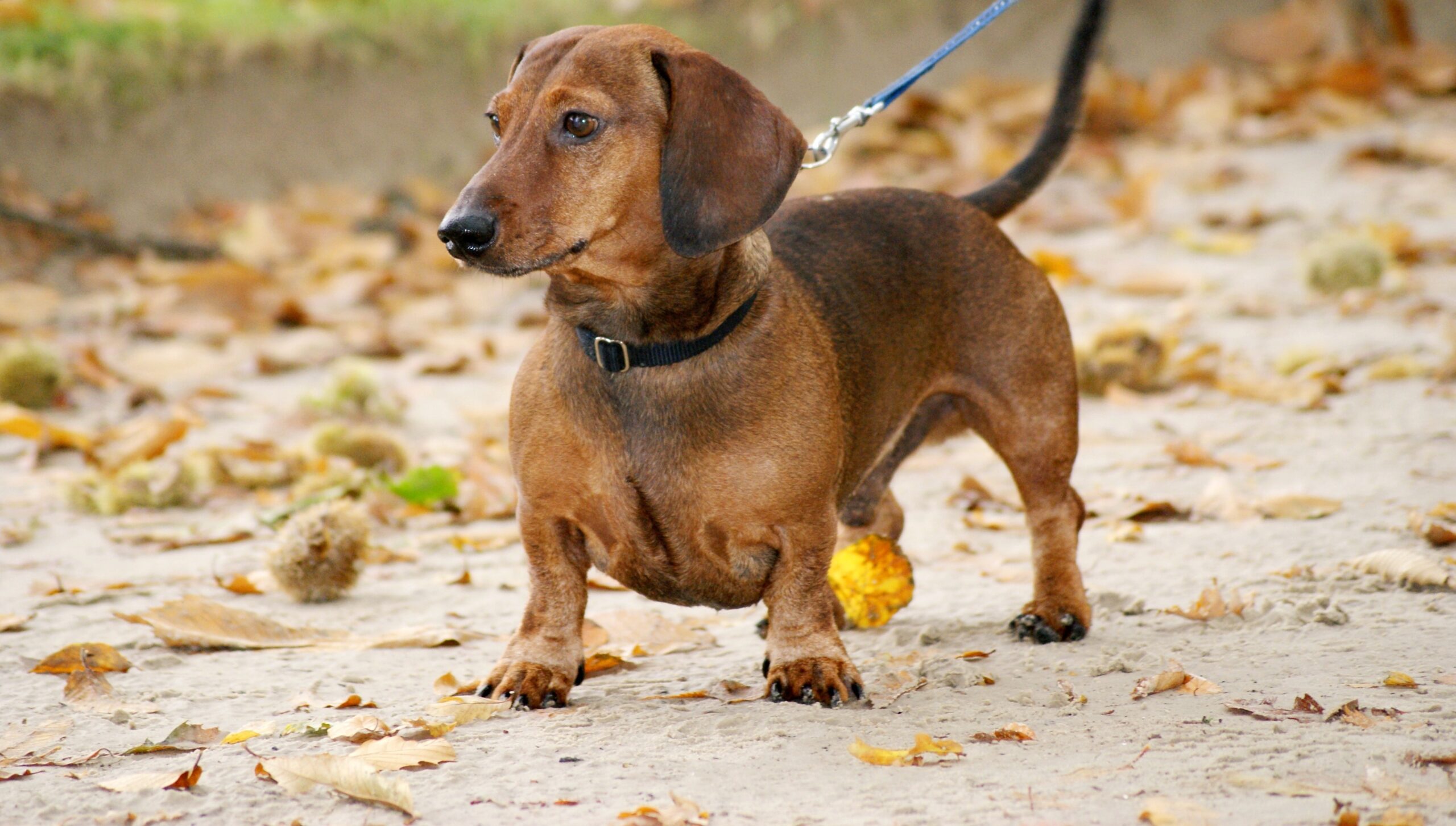 You are currently viewing Dachshund: A Loyal and Spirited Companion