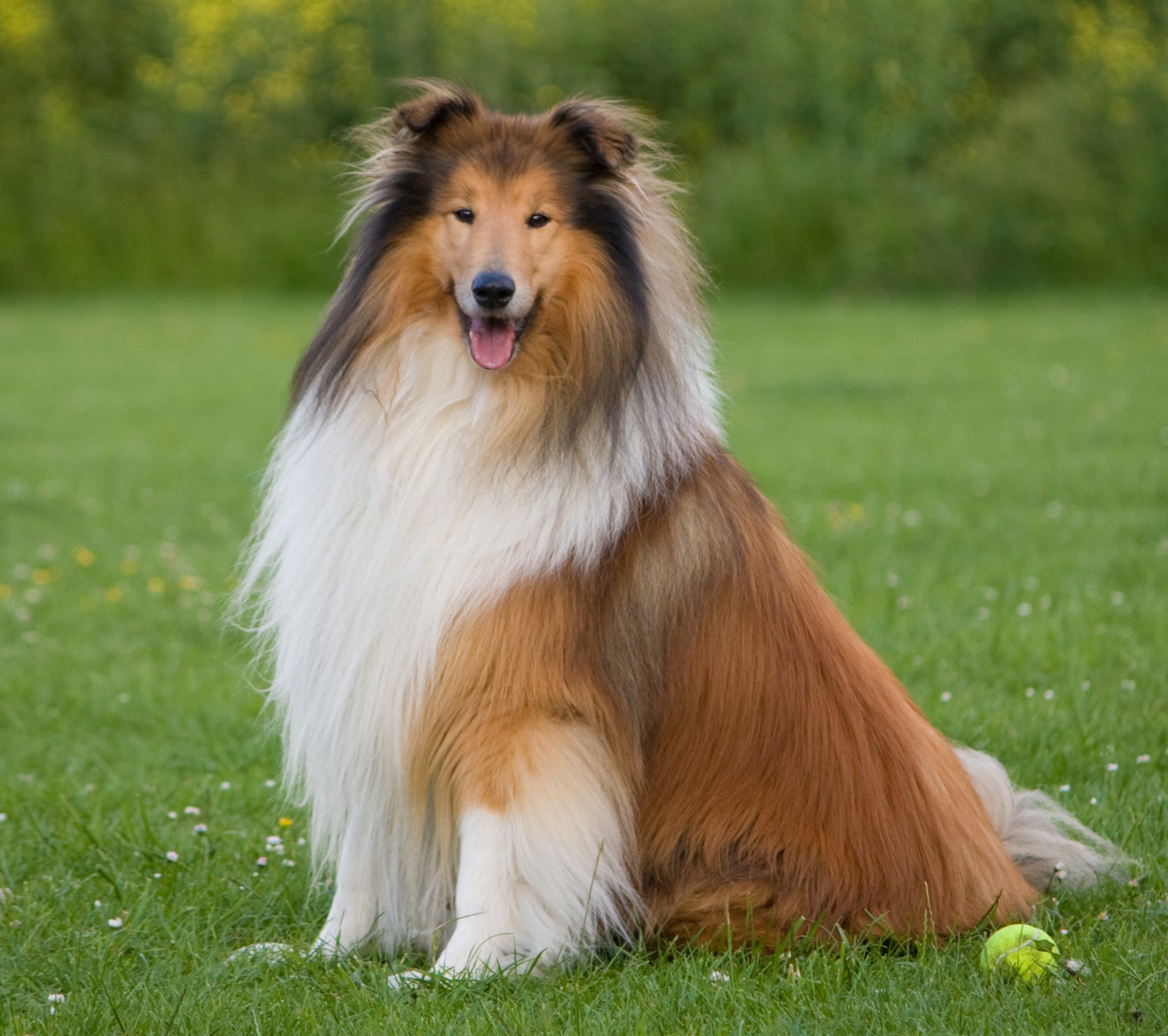 You are currently viewing Collie: The Loyal and Intelligent Canine Companion