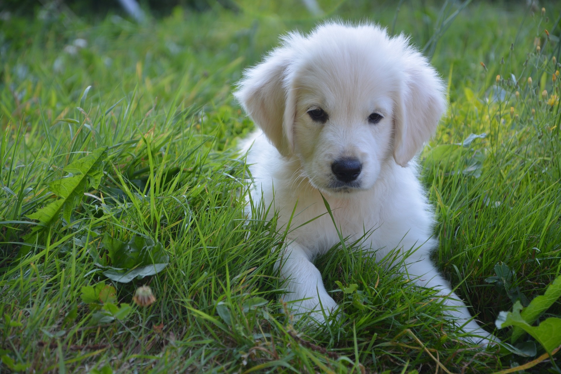 Read more about the article Golden Retriever: Your Loyal and Loving Companion