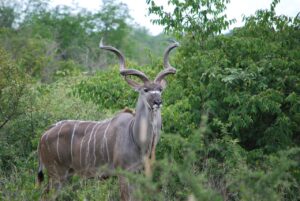 Read more about the article Kruger National Park: A Wildlife Haven