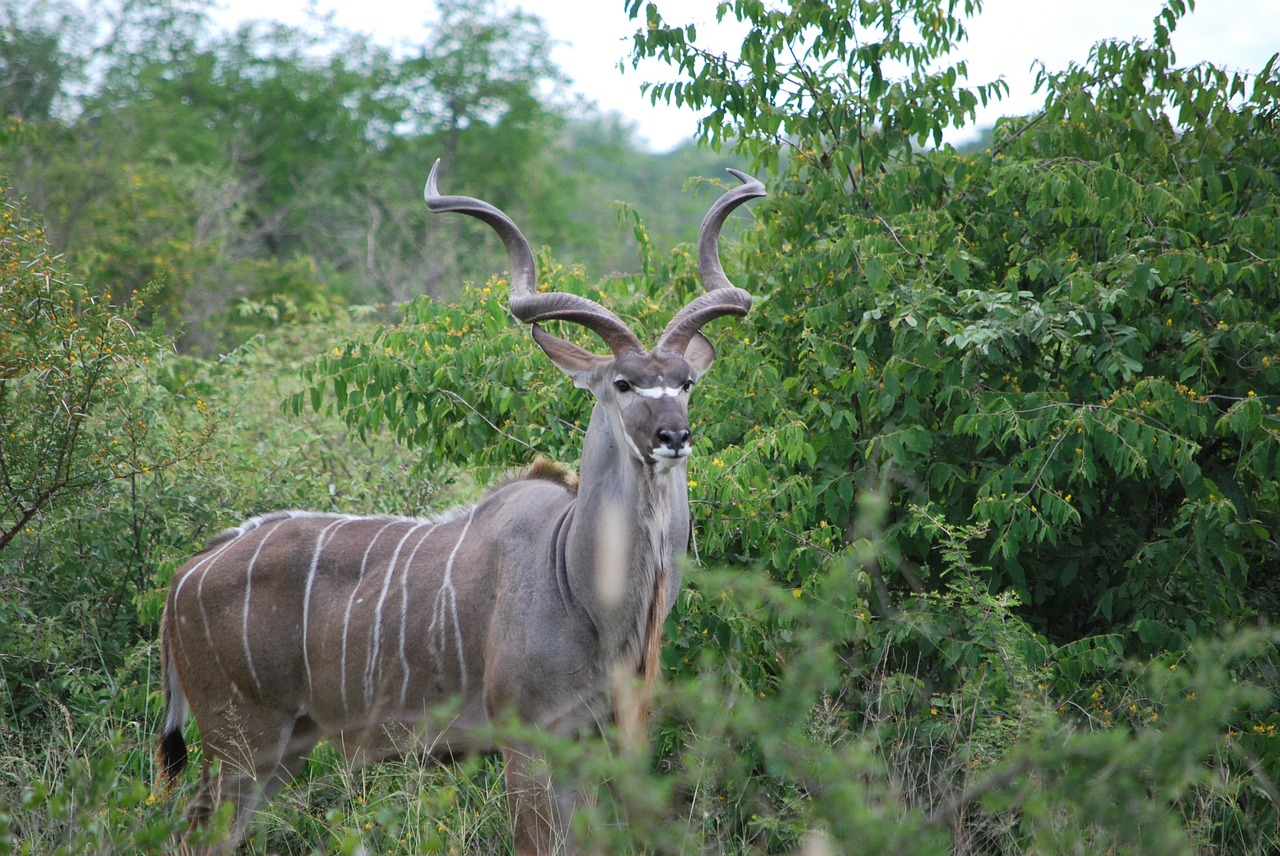 You are currently viewing Kruger National Park: A Wildlife Haven