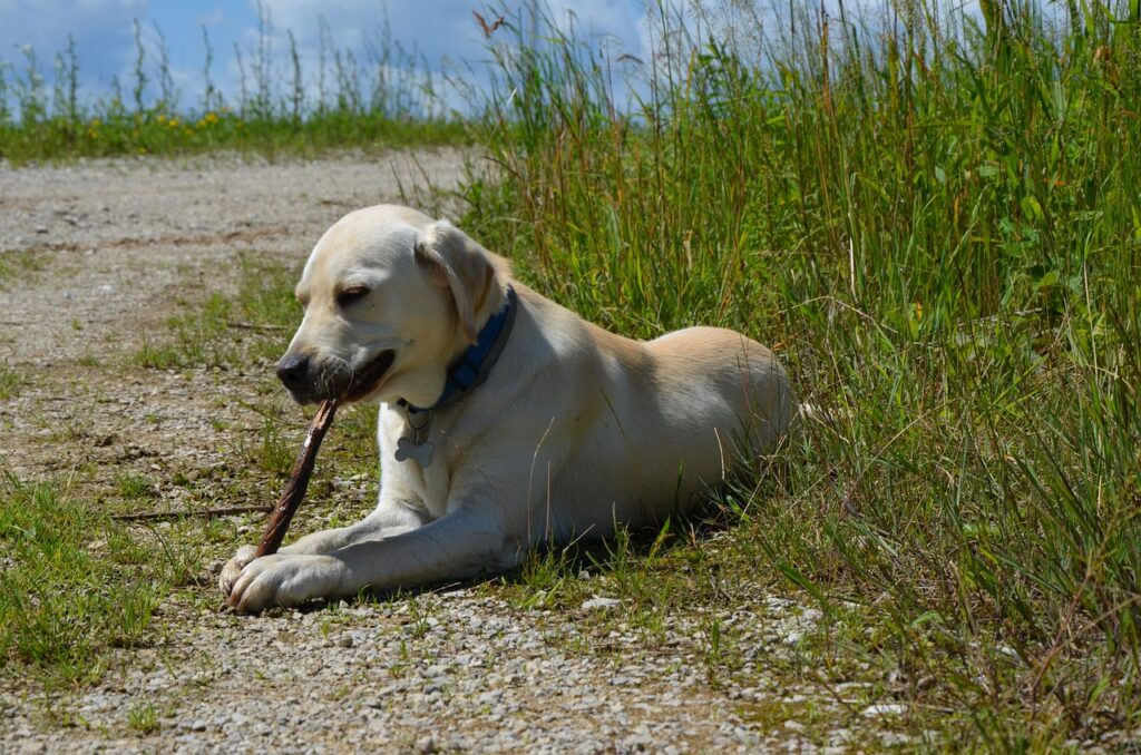 Labrador Retriever: A Lovable Companion