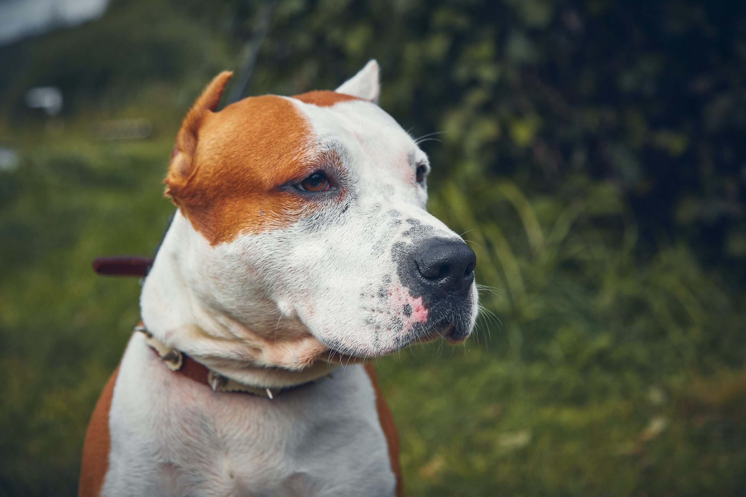 Read more about the article American Staffordshire: A Companion with Strength and Grace