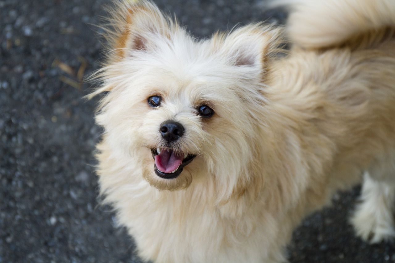 Read more about the article Pomeranian: The Lively and Elegant Companion
