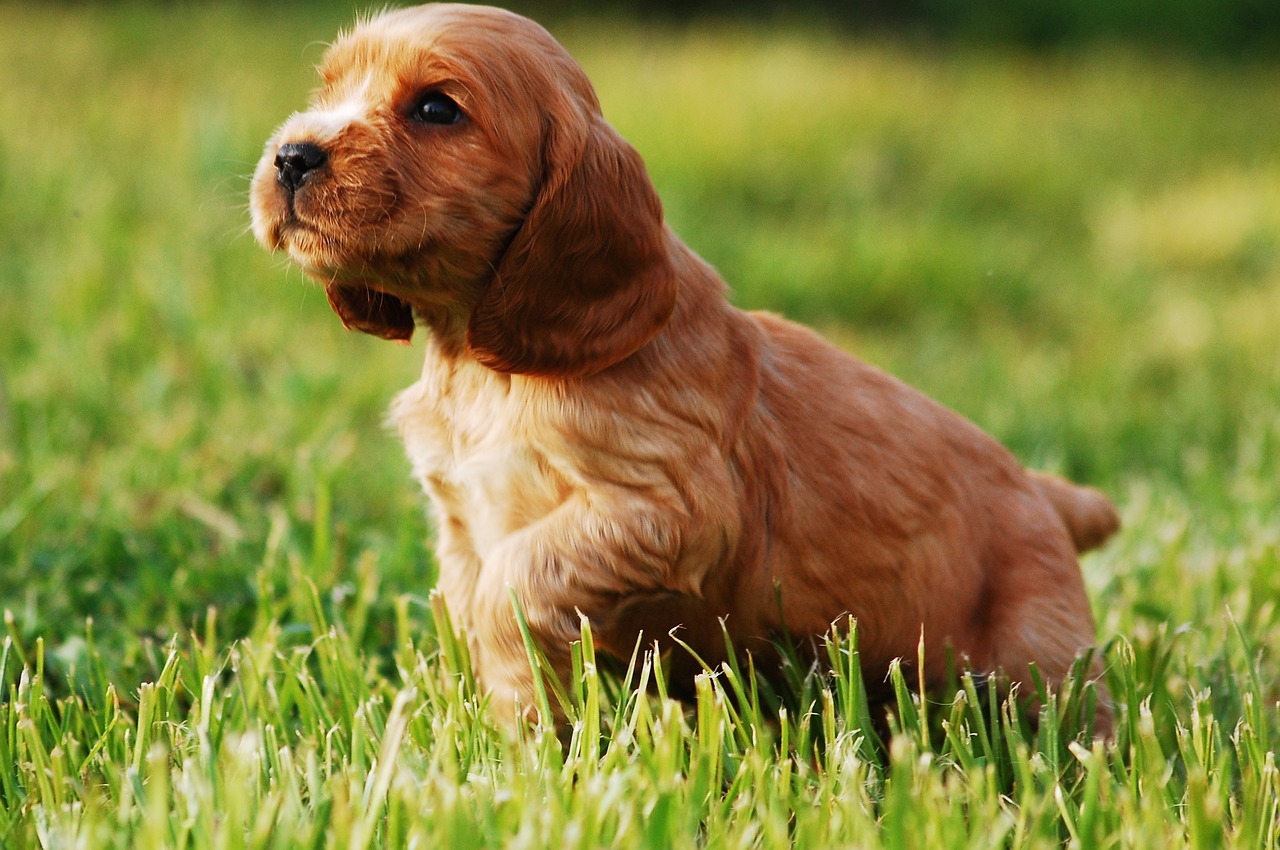 Read more about the article The Cocker Spaniel Breed