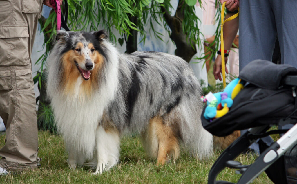 Collie: The Loyal and Intelligent Canine Companion