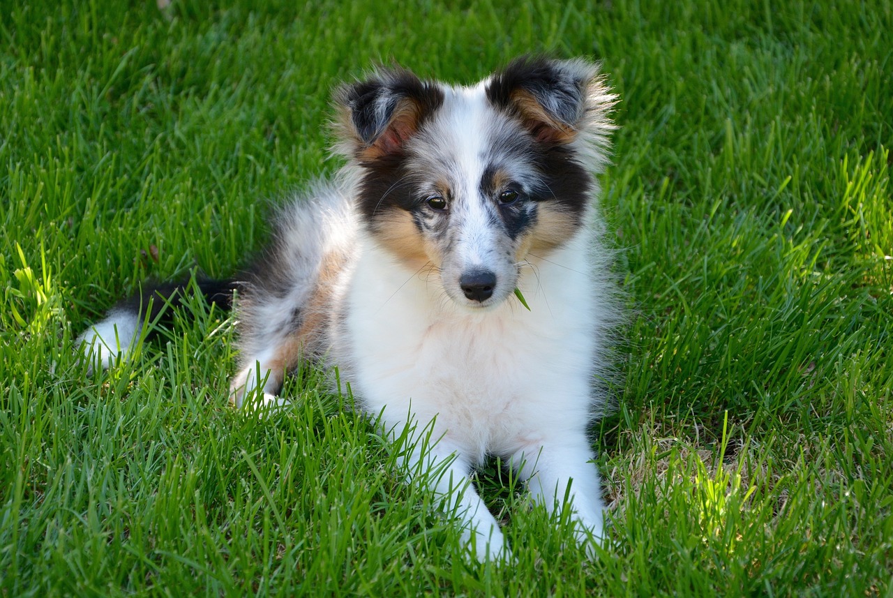 Read more about the article Shetland Sheepdog: A Beloved Companion