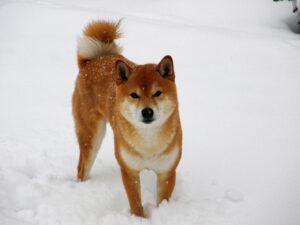 Read more about the article Shiba Inu: A Fascinating Breed