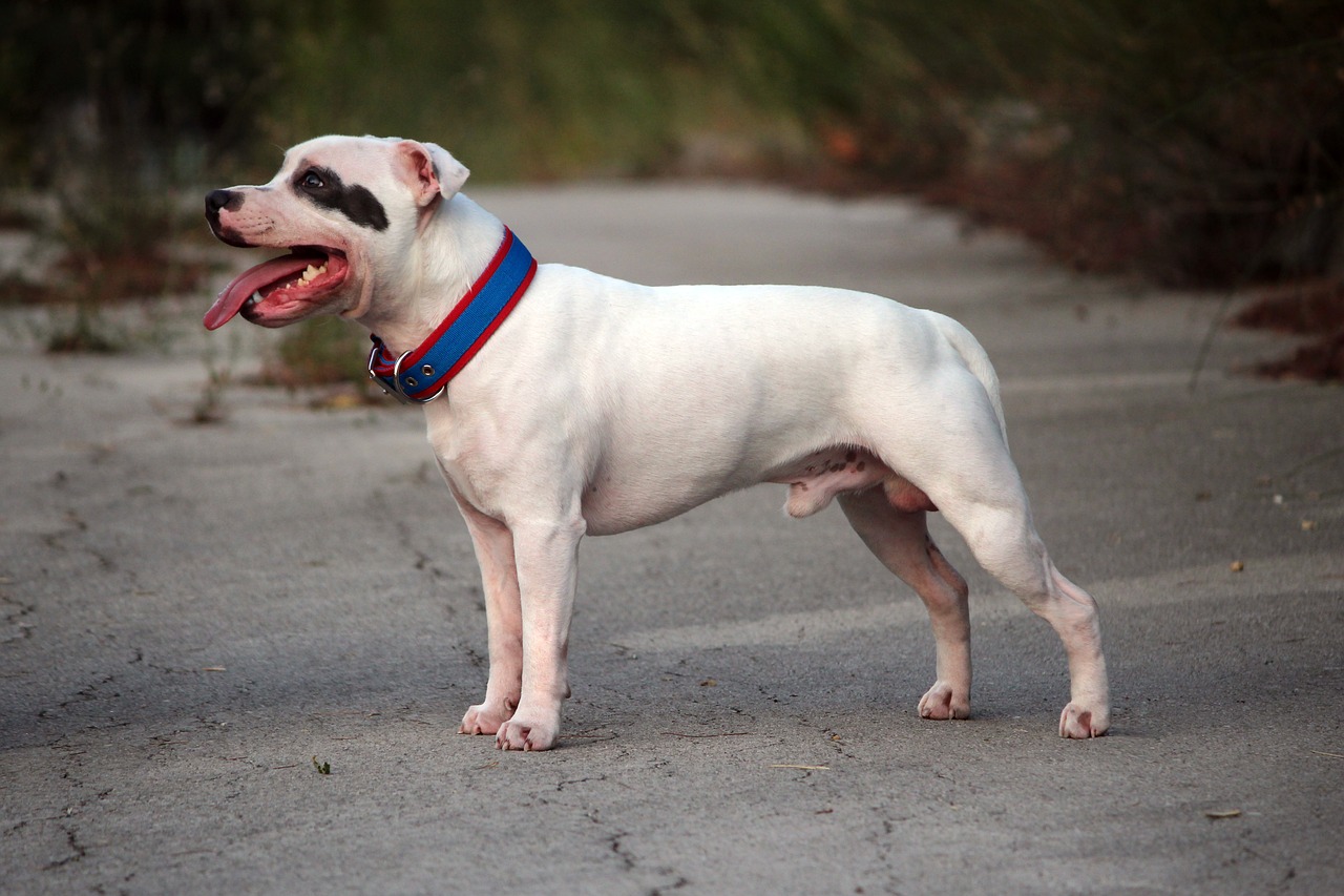 You are currently viewing Staffordshire Bull Terrier: A Loyal and Energetic Companion