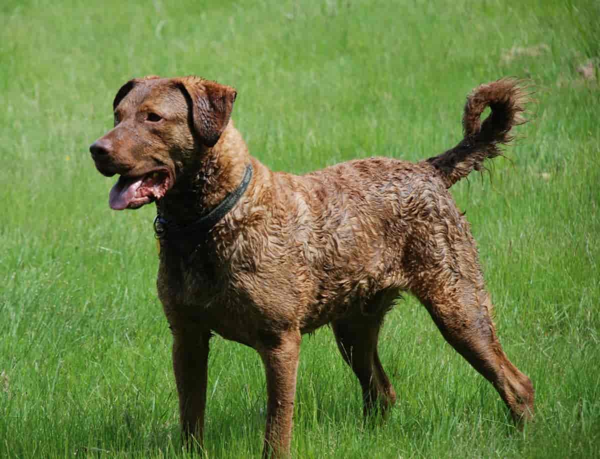 Read more about the article Chesapeake Bay Retriever: A Loyal and Versatile Companion