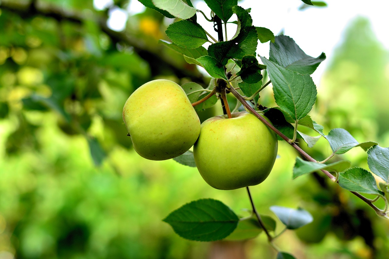 You are currently viewing How to Grow Apple Trees
