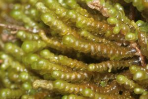 Read more about the article Sea Grapes: The Exotic Superfood Taking the Culinary World by Storm
