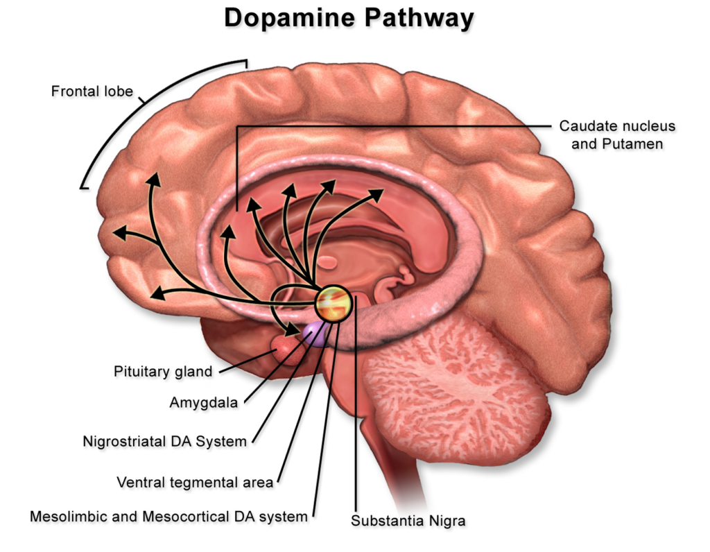 How long does it take for dopamine receptors to recover