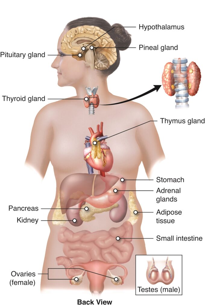 Thyroid Stimulating Immunoglobulin and Your Health: Myths vs. Facts