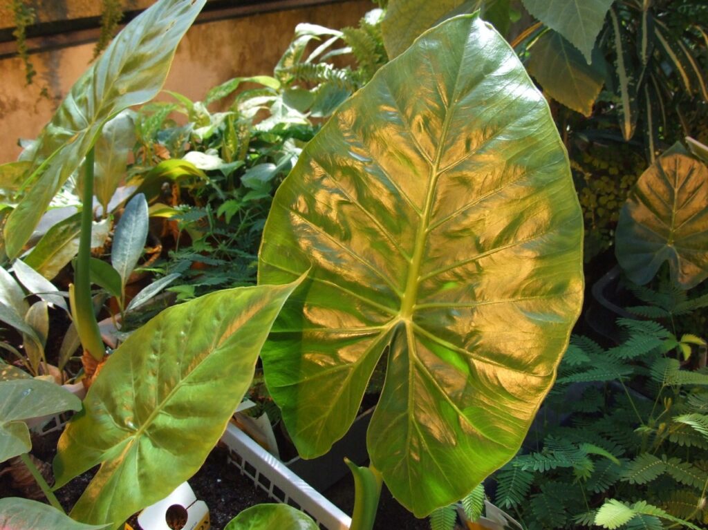 The Ultimate Guide to Growing and Caring for Elephant Ear Plants at Home