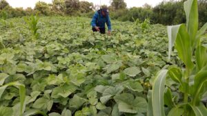 Read more about the article How Subsistence Farming Can Transform Your Life: Expert Tips and Tricks