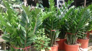 Read more about the article Why ZZ Plants Are the Perfect Choice for Busy Plant Lovers